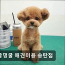 딩굴댕굴 | 고양이, 애견미용, 추천!) 딩굴댕굴 애견미용 송탄점 평택 딩굴댕굴 애견미용, 믿고 맡길 수 있어요