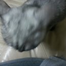 냥스 이미지