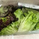 [에브리태안] 유러피안 샐러드 채소 1kg 쩝쩝후기 - 스타팜스