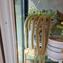 여우꼬리 이미지