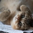 신장동물병원 이미지