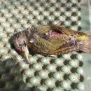 이쁜이PC 이미지