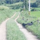 도내흑염소 이미지