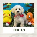 애견미용실 | [파주]애견미용실 '이뻐지개' 다녀온 후기
