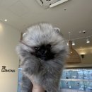 부산강아지분양 디몽 광안리본점 이미지