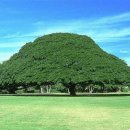 자라는나무 이미지