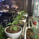 청오돼지들의세상