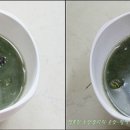 굴이랑 매생이랑 이미지