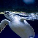 대양신약 이미지