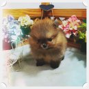 야옹아멍멍해봐(주월점) 이미지