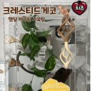 마뱀이룸 | 크레스티드게코 사육장꾸미기 내돈대산 햄달스토어 아크릴사육장 솔직후기🧀🦎