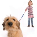 강아지산책 이미지