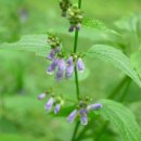 황금약국 이미지