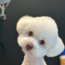 멍탕멍컷 이미지