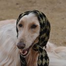 아이페티앙 이미지