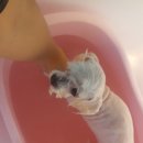 예뻐해줄개 이미지