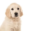 바우와우 이미지