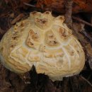 170927 국립 양평치유의숲 - 버섯들 이미지