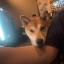 춘향 | [청주 금천동] 귀여운 시바견이 반겨주는 이자카야 춘향 방문 후기