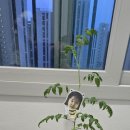 토마토유치원 | 유치원에서 가져온 토마토, 집에서 키워본 솔직 후기