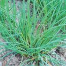 차이브(CHIVES)