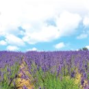 라벤더 이미지
