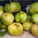 알파농장 이미지