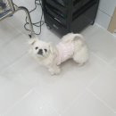 개멋지냥 이미지