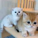 천안고양이 분양 퍼스트캣 본점 이미지