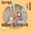 물고기나무 | [파주 헤이리 카페 추천] 미술체험과 토끼먹이주기 체험 가능한 ‘석죽재 물고기나무’ 방문 후기