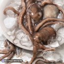뻘 | 목포 낙지 추천 낙지볶음 집밥 메뉴 찾는다면 목포낙지촌 국내산 뻘낙지 후기