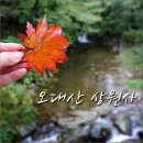 (주)열매마을광명일직지점 | 강원도 가을여행지 추천- 오대산 상원사 단풍을 기다리며...
