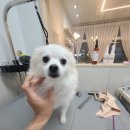 까까펫살롱 이미지