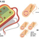 항생제 '耐性 유전자' 주고받아 변종 박테리아로 이미지