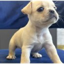 도그마루 고양이 강아지 무료분양 네이버블로그