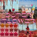 로즈 플라워(ROSE FLOWER) | 제주카페추천 제주도 동쪽 구좌읍 예쁜 카페 수퍼플라워