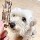 얌얌하개 이미지