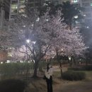 안성맞춤랜드공원7 | 안성 뻔하지않은 나만아는 벚꽃명소 : 사람없는 한적한 벚꽃스팟