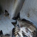 영등라인1 이미지