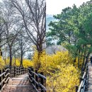 개나리공원1 네이버블로그