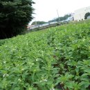 라하농장 이미지