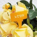 다농플라워