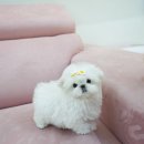 이쁜강아지 | 대구애견 이쁜강아지가 있는 대구강아지 럽댕 후기