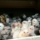 구례청계 이미지