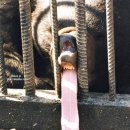 쌔바