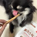 오리면 돼지 | 강아지 오래먹는 간식 폴리데이 불리스틱 급여 후기