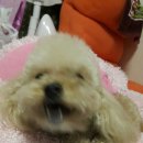 주냐안주냐