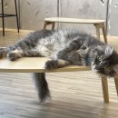 냥이놀이터 이미지