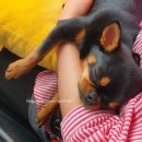 몽슈슈 강아지 | 몽슈슈 몽카시트11 (코코넛크림)