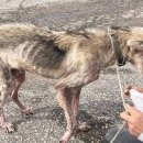 엔젤스펫(Angels pet) | "이혼한 아내한테 복수하겠다"며 아내가 좋아하던 강아지 굶긴 남편